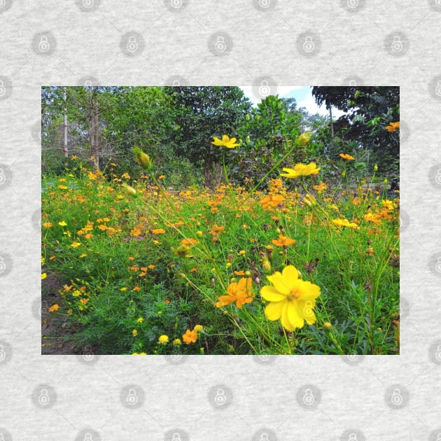 cosmos, yellow, floral, flower, cosmos flower, cosmos flowers, botanical, nature, flowers, garden, yellow cosmos, daisy, yellow flower, natural, wildflowers by souvenirscape